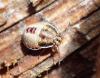 Piezodorus lituratus